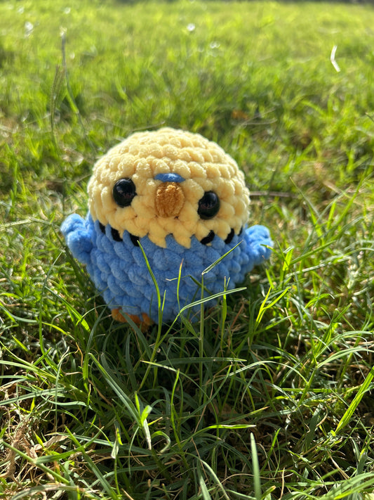 Blue and Yellow Budgie