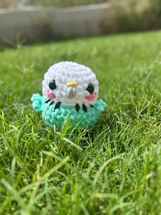 White and Teal Budgie